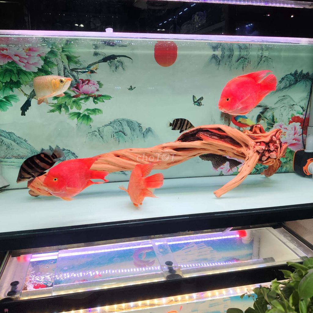 Ae cần fon e