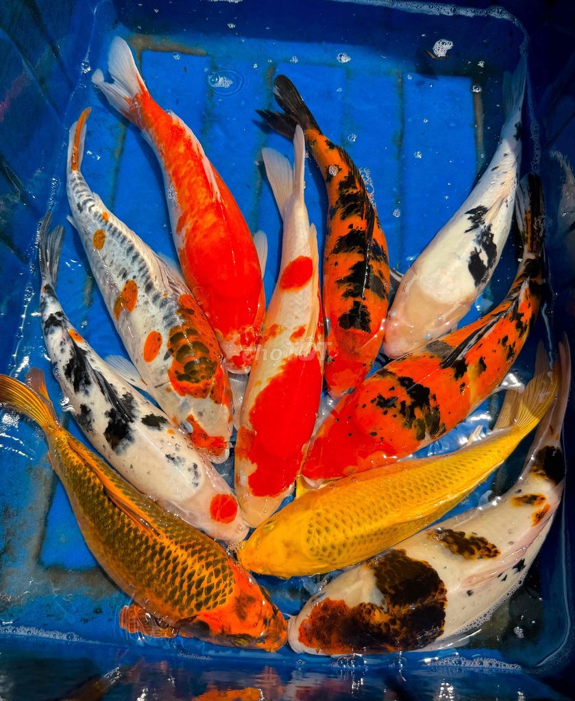 Cá Koi F1 nhật 35-45cm. Mua bán Thú cưng khác tại Thành phố Biên Hòa Đồng Nai được đăng bởi Nguyen Sang hình 1
