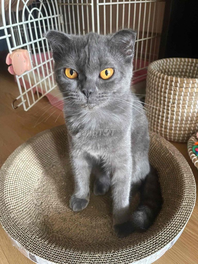Mèo Xám Lông Ngắn. Mua bán Mèo tại Quận Liên Chiểu Đà Nẵng được đăng bởi Kiim Dung  hình 1