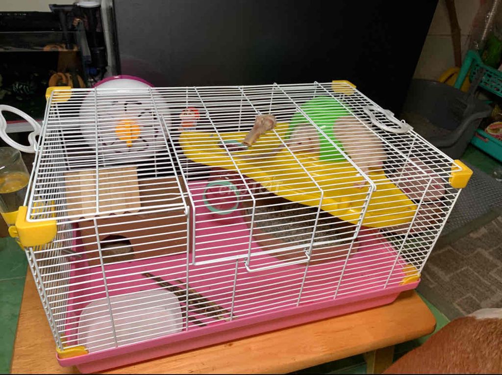 Lồng hamster (tặng 50g cành táo). Mua bán Phụ kiện, Thức ăn, Dịch vụ tại Huyện Long Thành Đồng Nai được đăng bởi Phan Tiền Sang hình 1