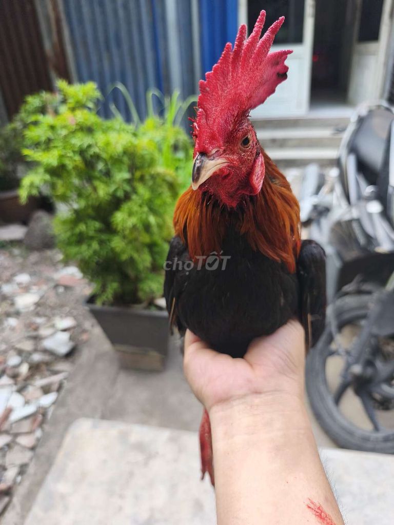Gà Siêu Mỹ Xanh lá, Đỏ, Đen. Mua bán Gà tại Thành phố Thủ Đức Tp Hồ Chí Minh được đăng bởi nguyên hưu phươc  hình 1
