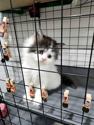 Mèo Anh lông dài Tuxedo mặt tròn form to