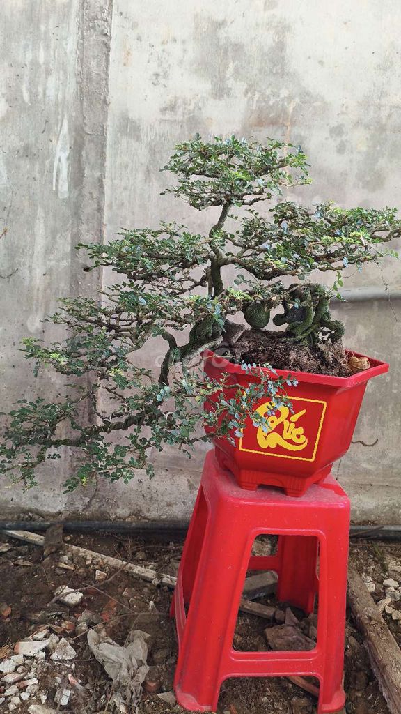 Cần thân bonsai (cây trồng 30 năm)