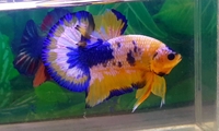 Bình Mai betta fish - 0346906903