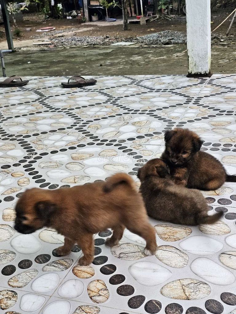 Chó lai nhỏ con. Mua bán Chó tại Quận Bình Thuỷ Cần Thơ được đăng bởi Huy Bình hình 1