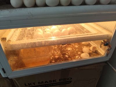 Máy ấp 54 trứng. Mua bán Đồ chuyên dụng, Giống nuôi trồng tại Thành phố Ngã Bảy Hậu Giang được đăng bởi Bờm