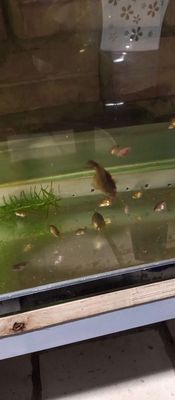 Cá Cảnh Oranda Size 1 ngón. Mua bán Thú cưng khác tại Huyện Hóc Môn Tp Hồ Chí Minh được đăng bởi Cá Cảnh BP