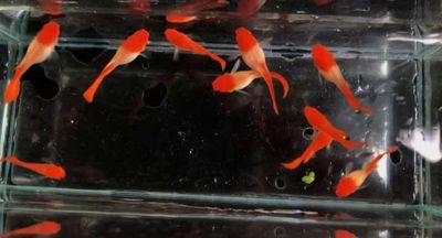 Cá 7 màu koi red ear short gen