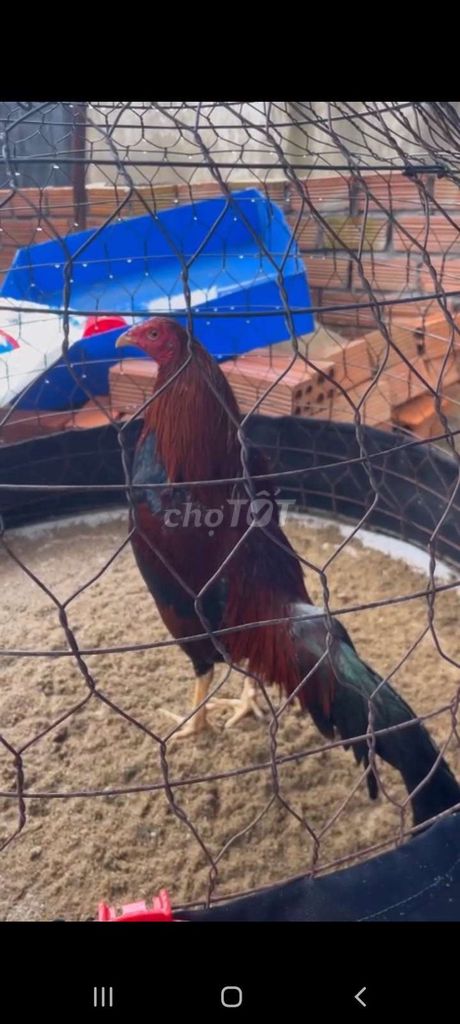 Gà chọi Cuban lai màu Điều. Mua bán Gà tại Huyện Định Quán Đồng Nai được đăng bởi Thiên hình 1
