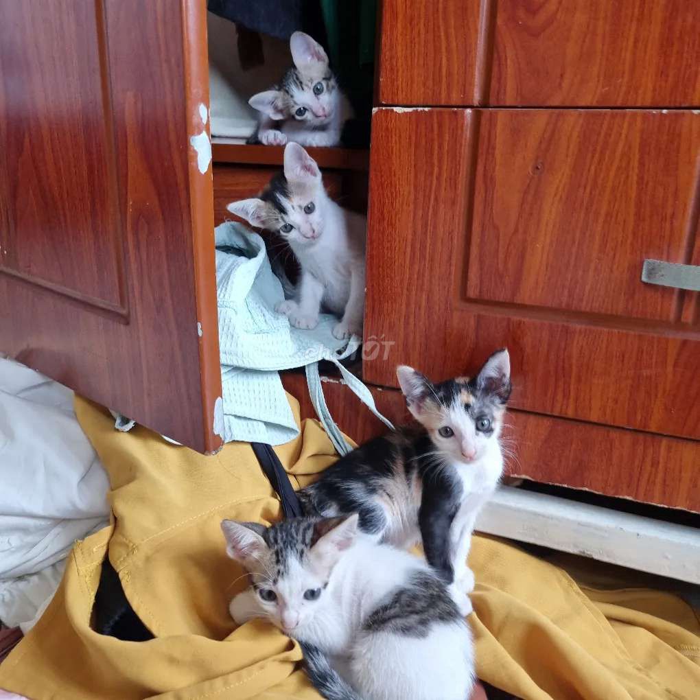 Mèo con Đực Cái Bò sữa Tam thể. Mua bán Mèo tại Thành phố Thuận An Bình Dương được đăng bởi Phan Anh Tú hình 1