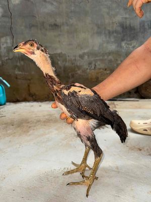 Gà con 2,5 tháng từ 8-9 lạng. Mua bán Gà tại Thành phố Qui Nhơn Bình Định được đăng bởi Trại gà đòn
