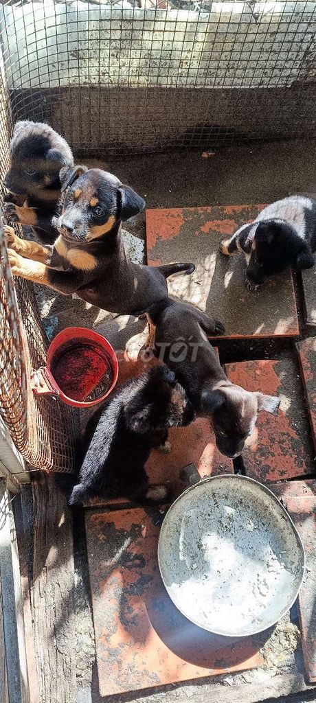 Chó cỏ 1 tháng tuổi. Mua bán Chó tại Quận Ô Môn Cần Thơ được đăng bởi dũng becgie hình 1