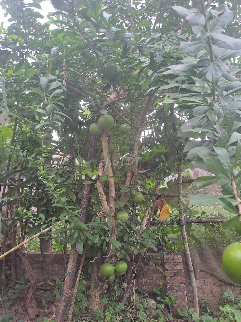 Cây đào tiên sai quả gốc to cây già. Mua bán Cây cảnh, đồ trang trí tại Huyện Sóc Sơn Hà Nội được đăng bởi Dao hình 1