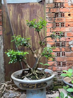 nguyệt quế bonsai phon tán bệ đế mịn
