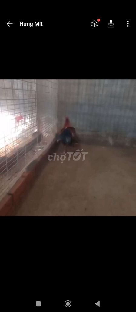 Gà ở thủ Đức bị ngón cua 3kg ***