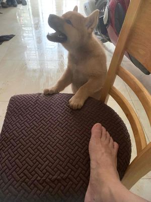 Bé chó trai  Akita 2 tháng  mầu vàng 7,5kg