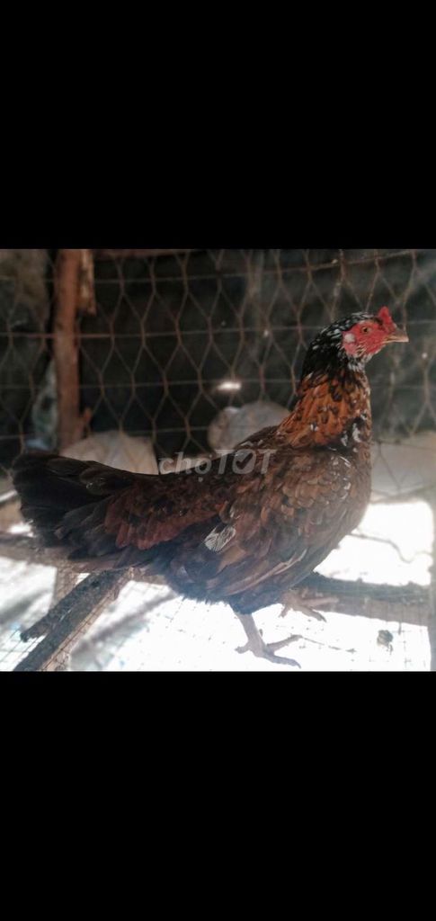 Gà Nồi siumỷ mái 2.7kg Nâu đen. Mua bán Gà tại Thành phố Tân An Long An được đăng bởi thủ hình 1