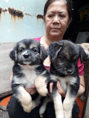 Chó lai chó xù lông dài