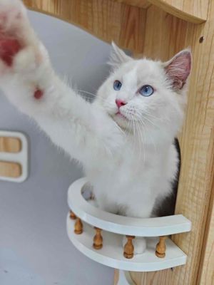 em Ragdoll thuần chủng chưa có mái ấm. Mua bán Mèo tại Quận Nam Từ Liêm Hà Nội được đăng bởi Bảo Ngọc