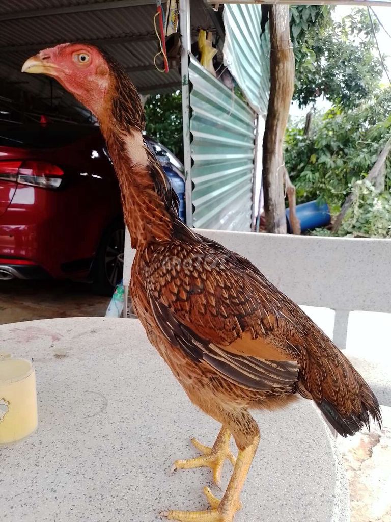 Gà mái 2 kí 1 kg ai quan tâm kg. Mua bán Gà tại Huyện Krông A Na Đắk Lắk được đăng bởi mrr nguyeb hình 1