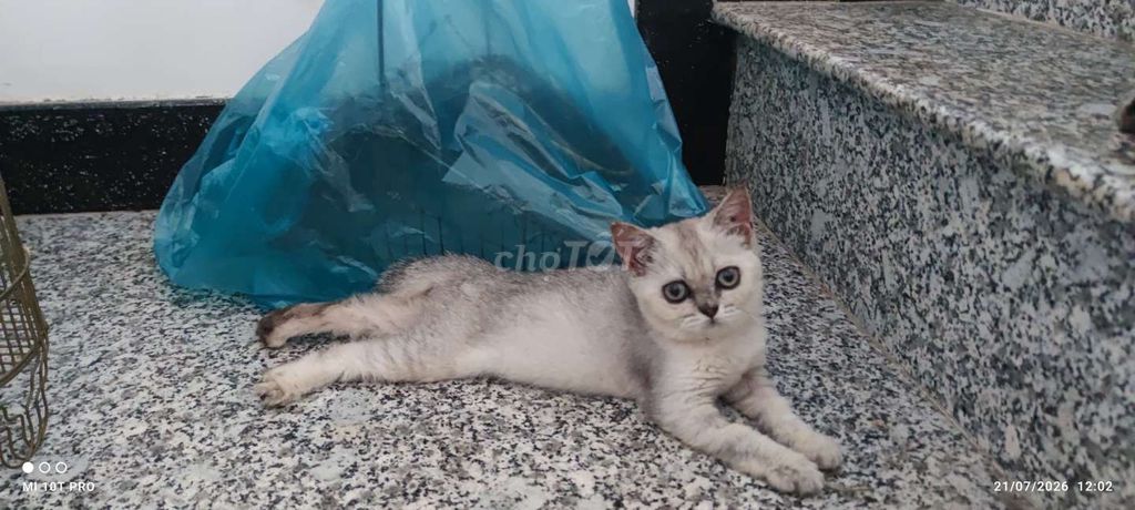 Mèo Anh lông ngắn xám trắng đực cái. Mua bán Mèo tại Huyện Định Quán Đồng Nai được đăng bởi Trần Minh Hiếu hình 1