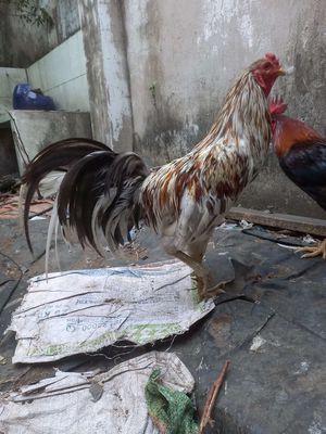 Gà Thái Mỹ trống 11 tháng, 3,1kg, 3hàng vẩy