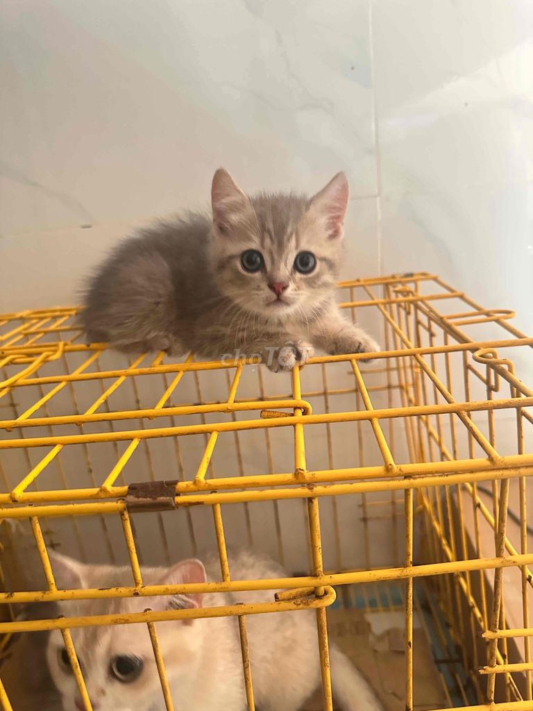 Mèo Anh lông ngắn x Golden. Mua bán Mèo tại Quận Cẩm Lệ Đà Nẵng được đăng bởi HP Peties House hình 1