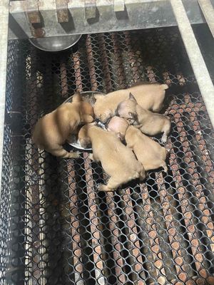 Xả Bầy Bull Pháp Giá Rẻ Chơi Tết