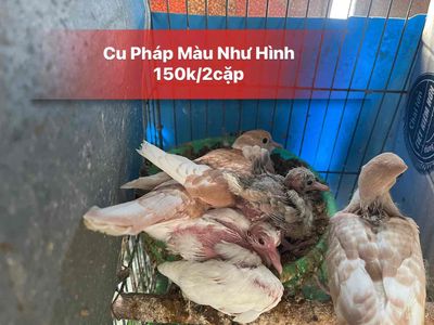 cu pháp màu như hình (2 cặp 150ca). Mua bán Chim tại Quận 10 Tp Hồ Chí Minh được đăng bởi Cu Gáy Thái 