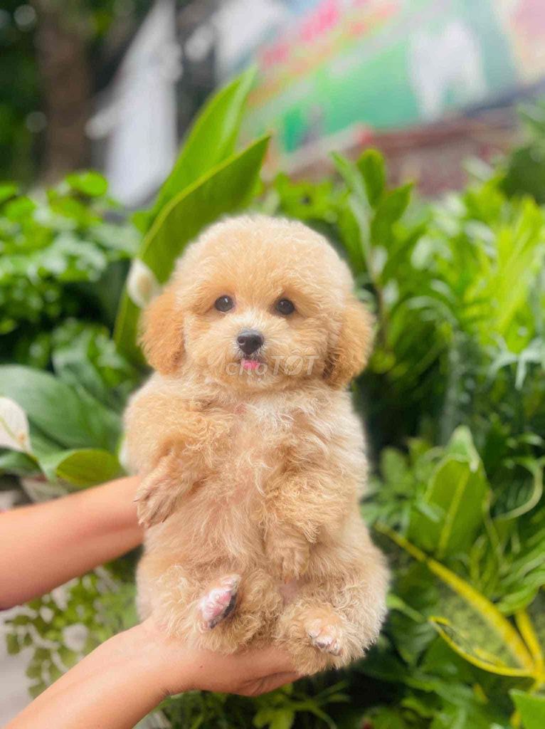 poodle size tiny siêu xinh đủ màu 3 tháng tuổi