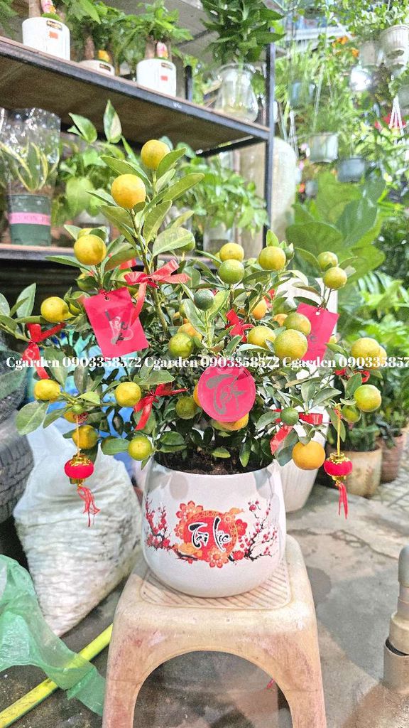 Quật Mini Decor tết