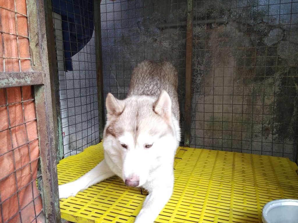 Husky Siberia thuần chủng