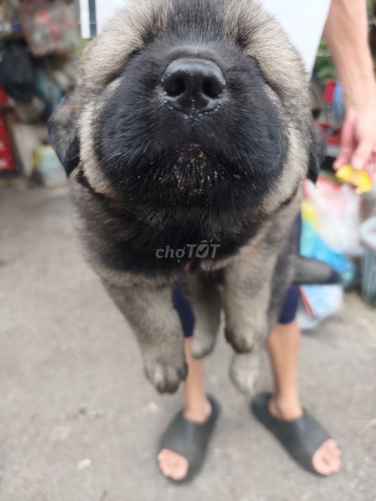 Chó Bắc Hà lai Nâu Đen. Mua bán Chó tại Quận Hà Đông Hà Nội được đăng bởi Nguyễn Thị Quyền hình 1