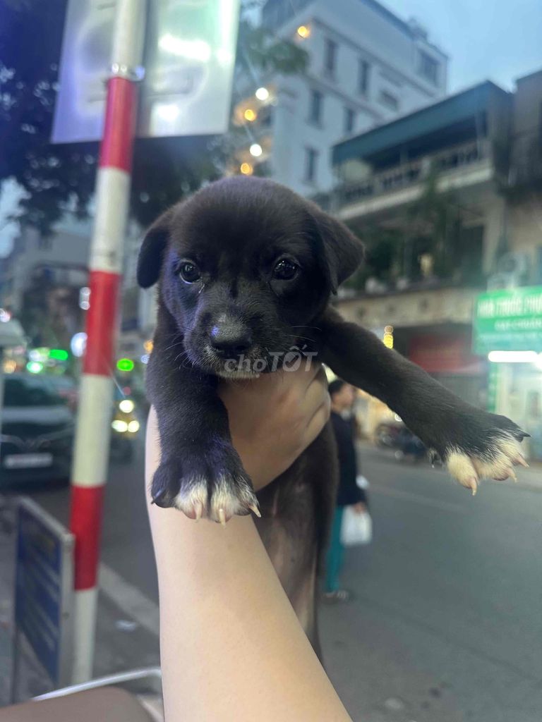 Chó Poodle đen cái 2 tháng. Mua bán Chó tại Quận Hai Bà Trưng Hà Nội được đăng bởi NguyenNgoc hình 1