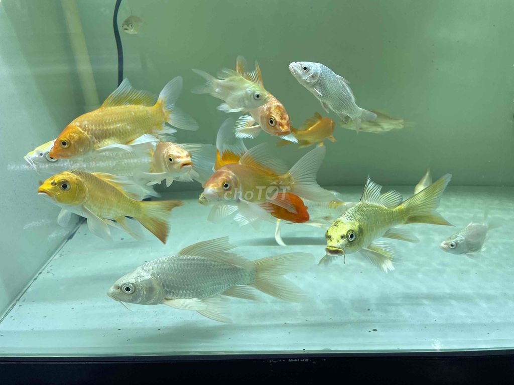 Cá Chép Phi Tần nhiều màu 10cm 30k 15-18cm 50k. Mua bán Thú cưng khác tại Quận 12 Tp Hồ Chí Minh được đăng bởi Trần Hữu Lượng hình 1