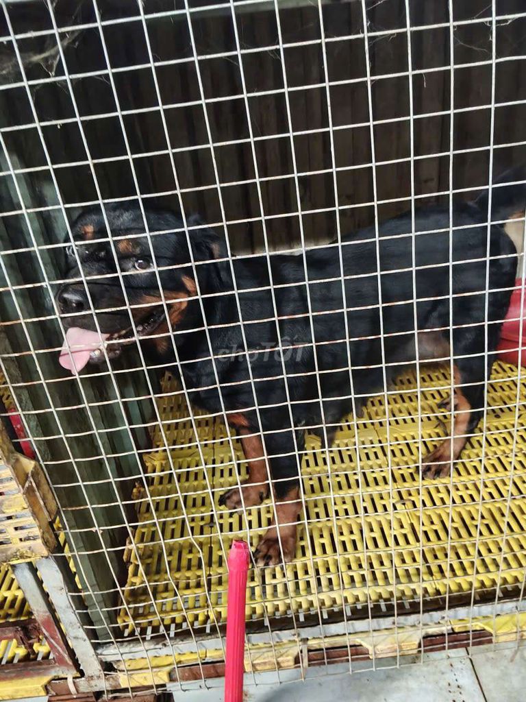 chó Rottweiler cái 3 tuổi thuần chủng. Mua bán Chó tại Thị xã Bến Cát Bình Dương được đăng bởi Malinois bình dương  hình 4