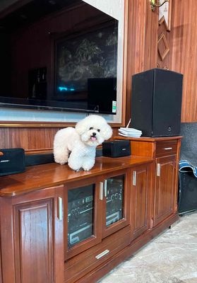 Chó Poodle đực Trắng 1,9kg