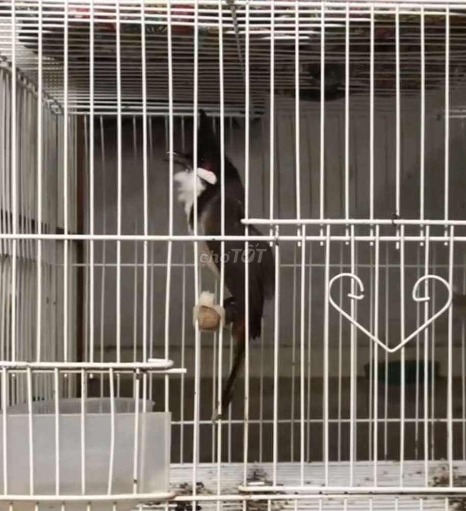 Chào Mào Bổi Avi 3 Tháng Bọng Gắt Hung Chim. Mua bán Chim tại Thành phố Thủ Đức Tp Hồ Chí Minh được đăng bởi Hoàng Thịnh hình 1