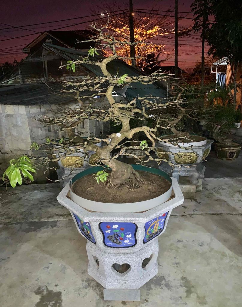 Bonsai Hoàng Mai Huế