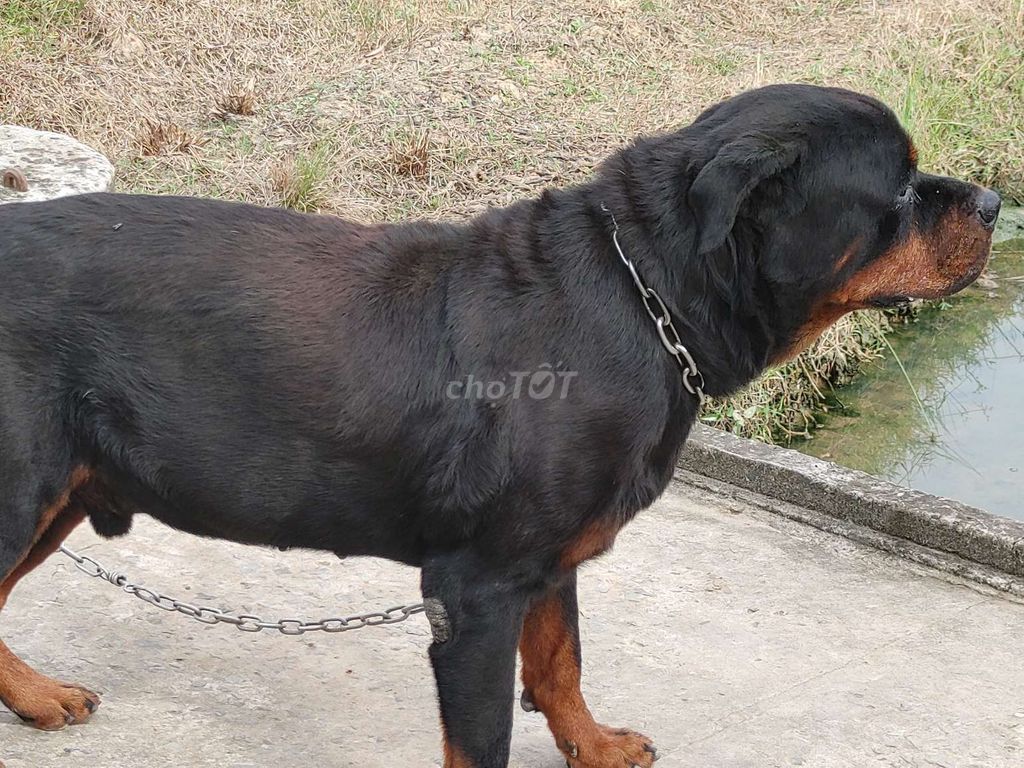 Đực Vka Rottweiler. Mua bán Chó tại Thành phố Tây Ninh Tây Ninh được đăng bởi Nhân Rottweiler  hình 4