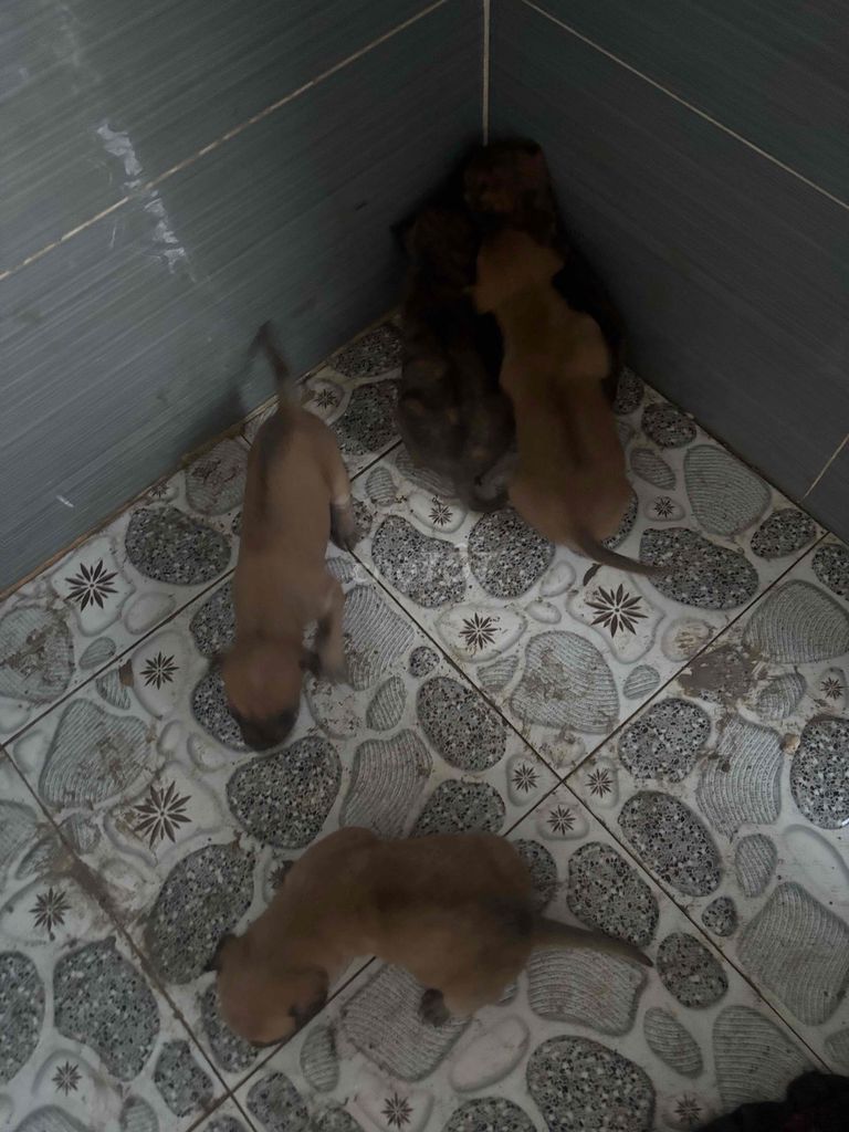 Thanh lý chó phú quốc và chó rot. Mua bán Chó tại Quận 7 Tp Hồ Chí Minh được đăng bởi Minh Thiện hình 2
