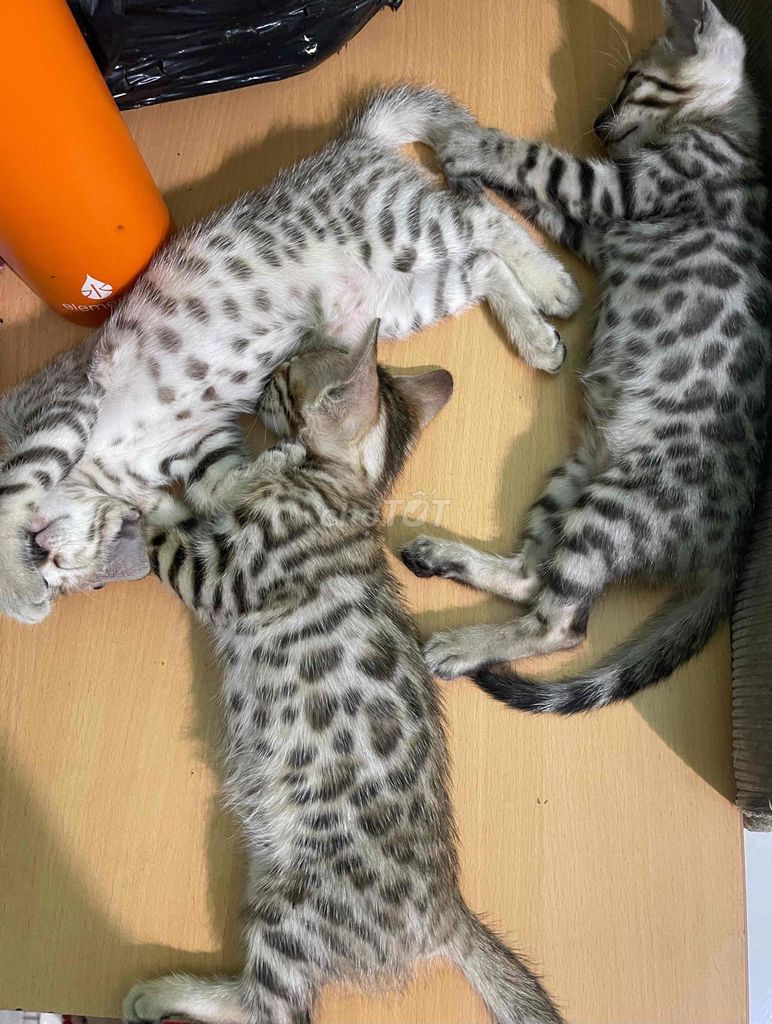 Mèo bengal. Mua bán Mèo tại Quận Gò Vấp Tp Hồ Chí Minh được đăng bởi Thơ Cherry hình 1