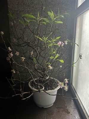 cây đào thế cực đẹp. Mua bán Cây cảnh, đồ trang trí tại Quận Thanh Xuân Hà Nội được đăng bởi wiki vu