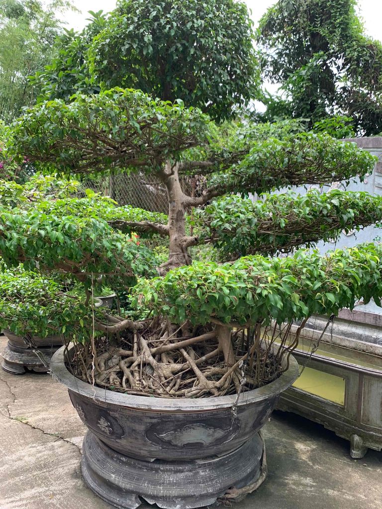 ♥️ LÃO SANH NAM ĐIỀN TRỰC CỔ ĐẸP ĐẲNG CẤP. Mua bán Cây cảnh, đồ trang trí tại Thành phố Huế Thừa Thiên Huế được đăng bởi HƯNG THỊNH hình 1