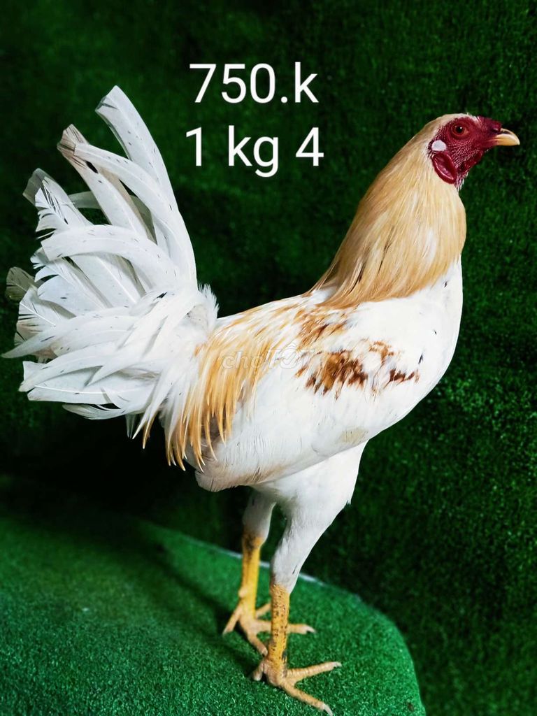 Víp 1 kg 4 chuan ae chơi ae hop lh