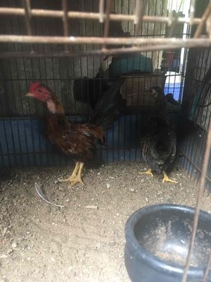 gà tre bắc. Mua bán Gà tại Thành phố Thủ Đức Tp Hồ Chí Minh được đăng bởi Anhwoc