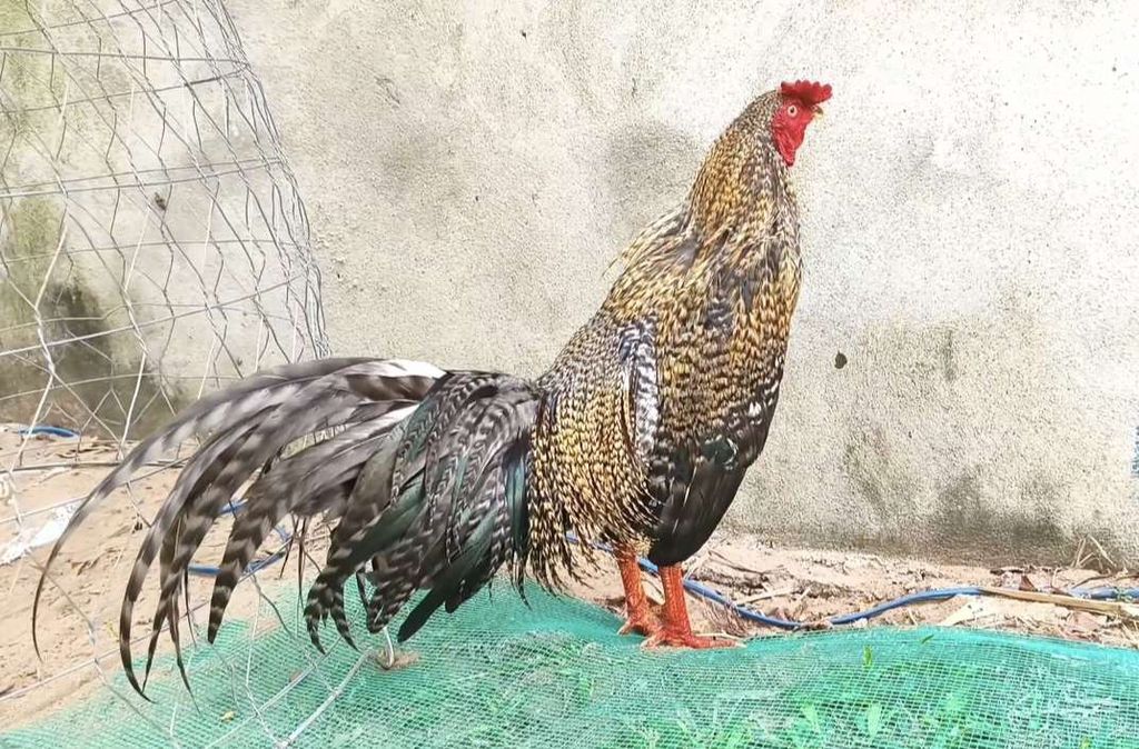 Cú 2k3. Mua bán Gà tại Quận Ô Môn Cần Thơ được đăng bởi Gà  giá mềm  hình 1