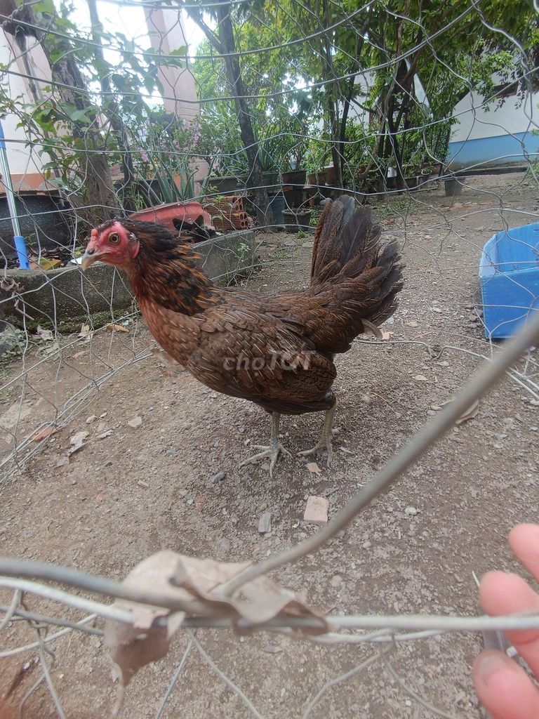 Gà mái điều chuẩn bị lứa 4. Mua bán Gà tại Thành phố Đồng Xoài Bình Phước được đăng bởi Bách Hà Đức hình 1