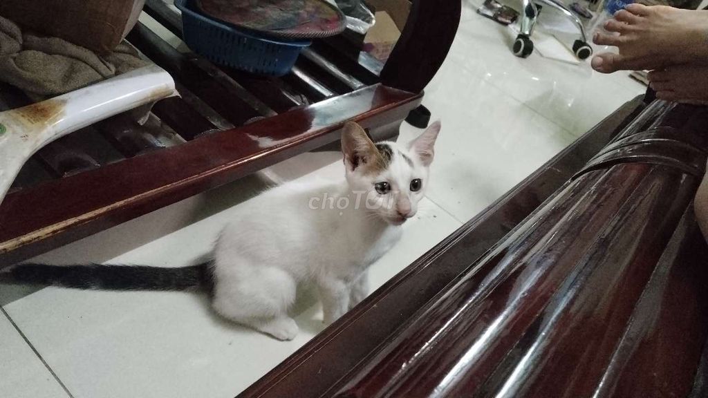 Mèo đực Trắng 3 tháng tuổi. Mua bán Mèo tại Huyện Bình Chánh Tp Hồ Chí Minh được đăng bởi Quyên hình 1