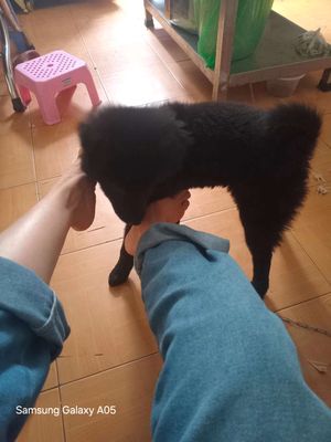 Mình cần bán Bé Cuốn gấu Bắc Hà rất khôn. Mua bán Chó tại Quận Gò Vấp Tp Hồ Chí Minh được đăng bởi A NGƯU 